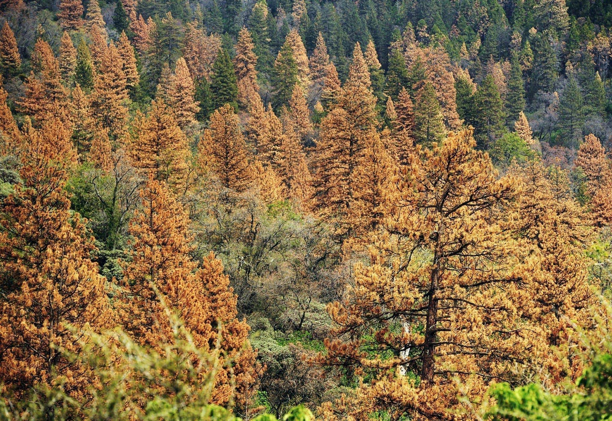 World s forests. Сосна Пондероза в США. Дерево Кэли. Sierra Pine. Самая крупная сосна Пондероза Орегон.