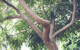 San Diego Tree Trimmer