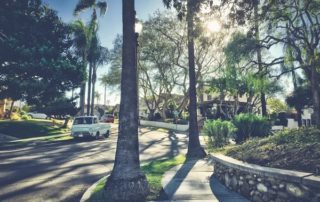 San Diego Tree Trimming Company