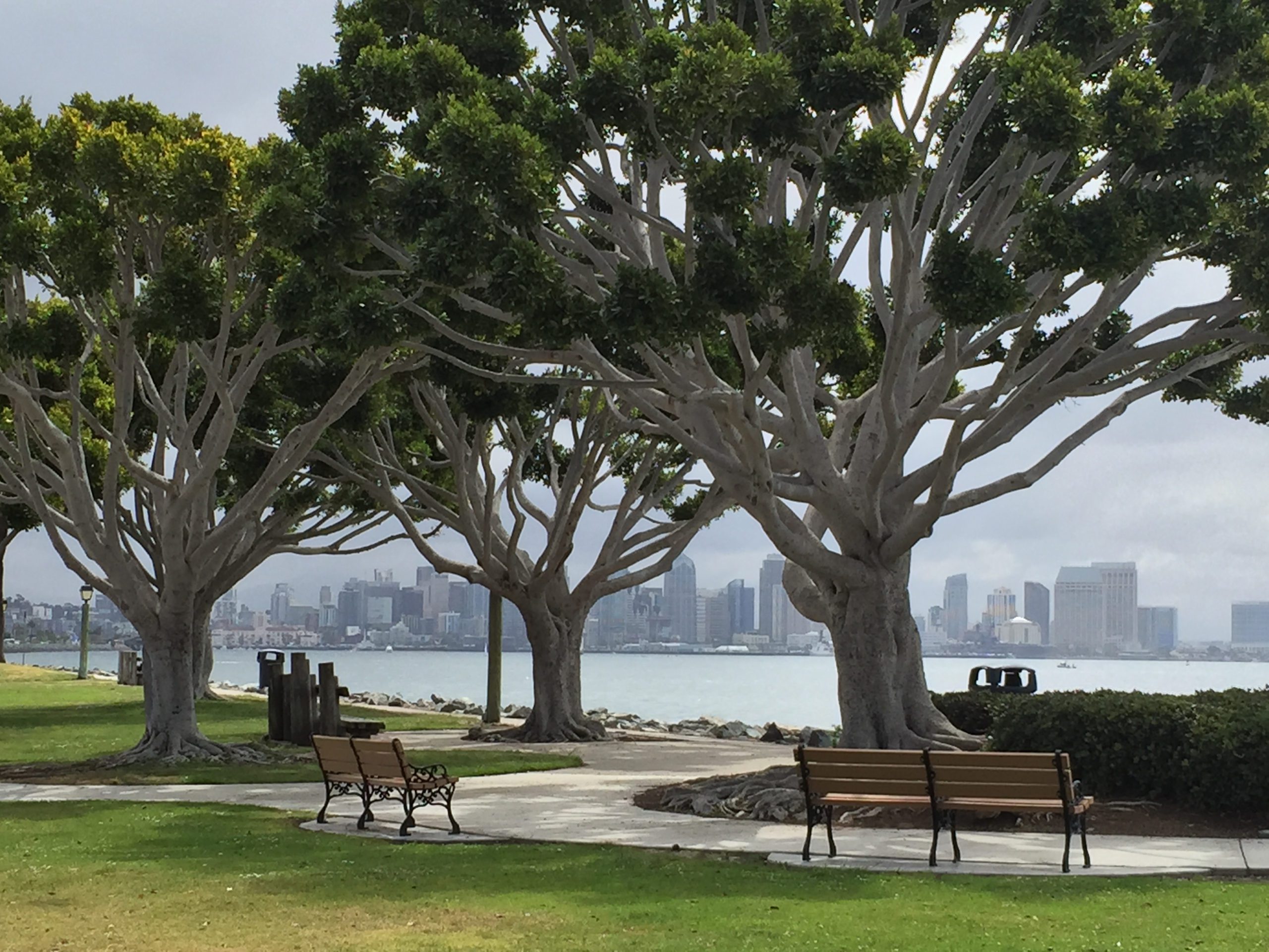 San Diego ficus tree