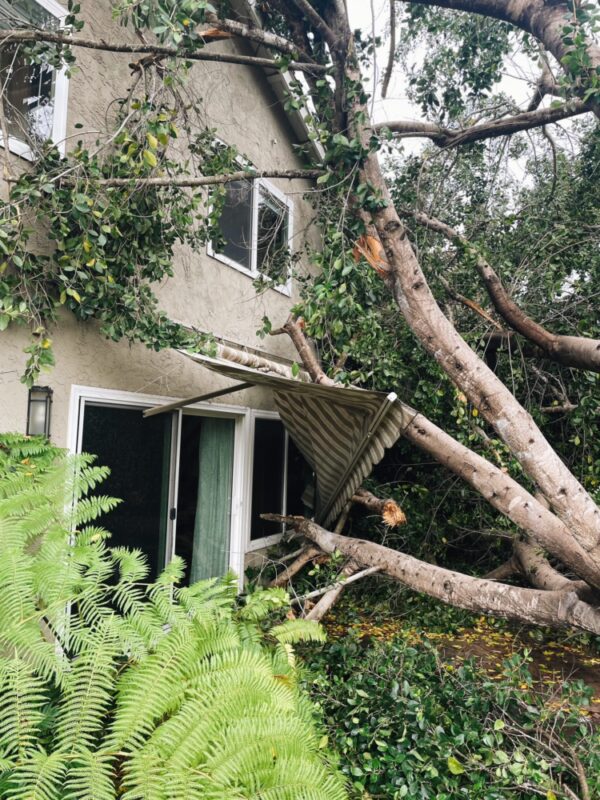 Why Do Some Trees Fall In Storms? | LC Tree Service