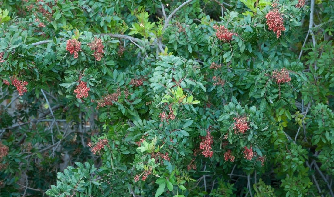 San Diego tree service - Brazilian pepper tree