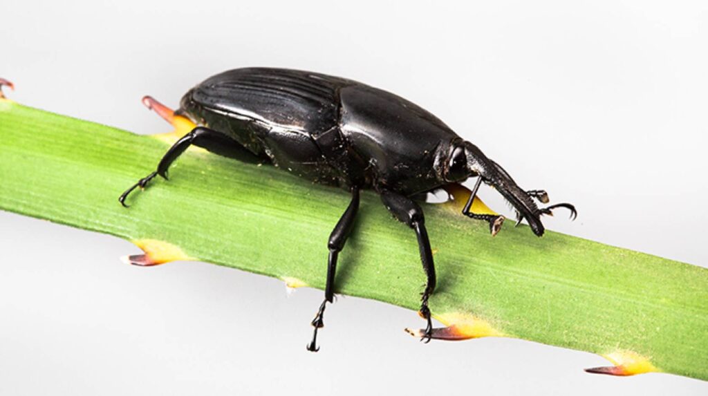 South American Palm Weevil - San Diego